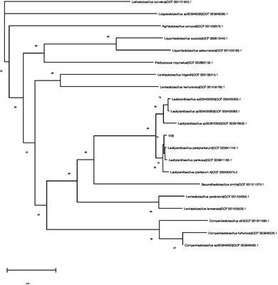 Identification of a new probiotic strain, Lactiplantibacillus plantarum VHProbi® V38, and its use as an oral health agent